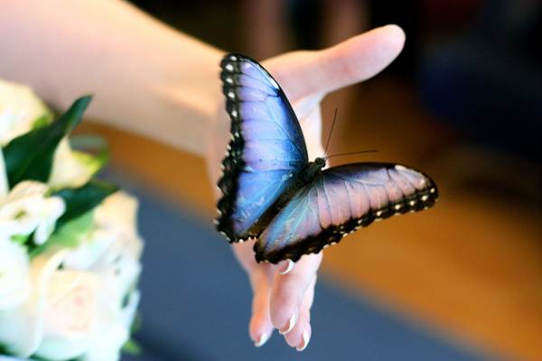 蝶は人の上に座っていた 