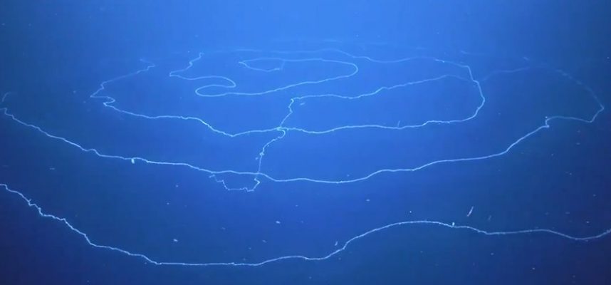 海に浮かぶこの長くて催眠術のようなものは何ですか？ 