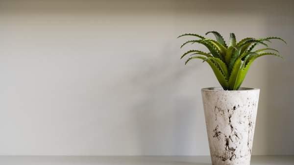 アロエが家の看板に咲く 