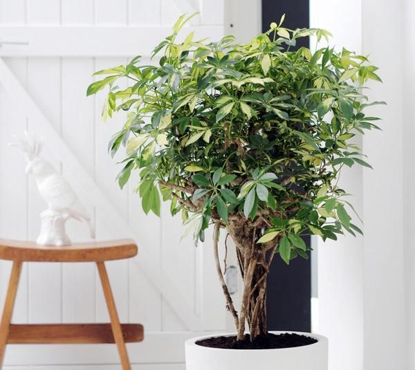 家の首長がサイン 