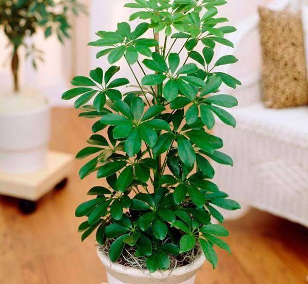 しるしと迷信の家の首長 