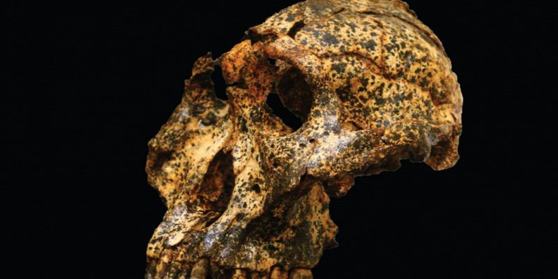 この人間の祖先は気候変動に適応するように進化しましたが、生き残りませんでした 