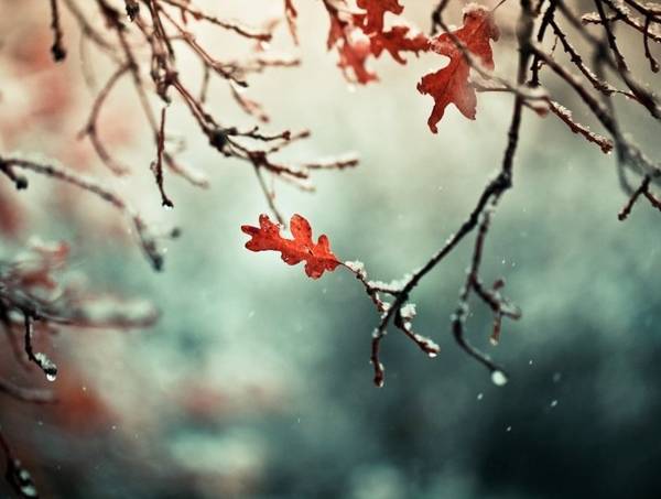 11月11日の民俗標識 