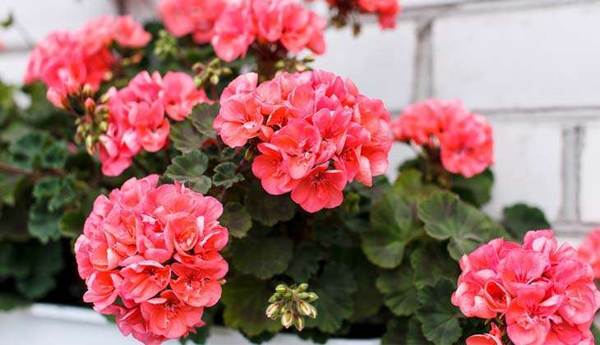 ピンクゼラニウム 