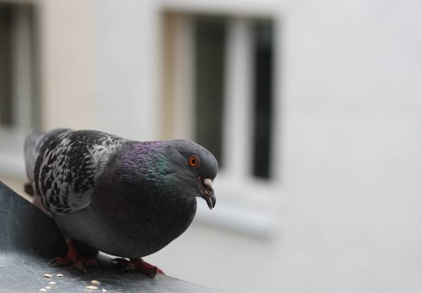 鳩が窓から飛んだ：サイン 