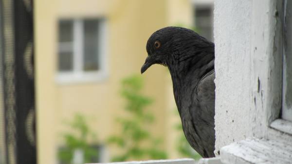鳩が窓から飛んだ 