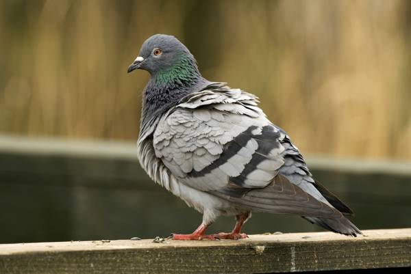鳩がアパートに飛び込んだ 