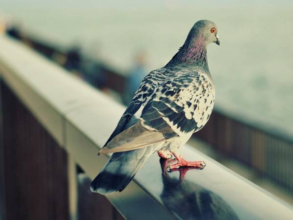 鳩が窓から飛んだ 