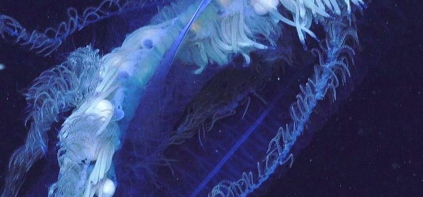 研究者たちはオーストラリア沖の巨大な生き物にショックを受けました 