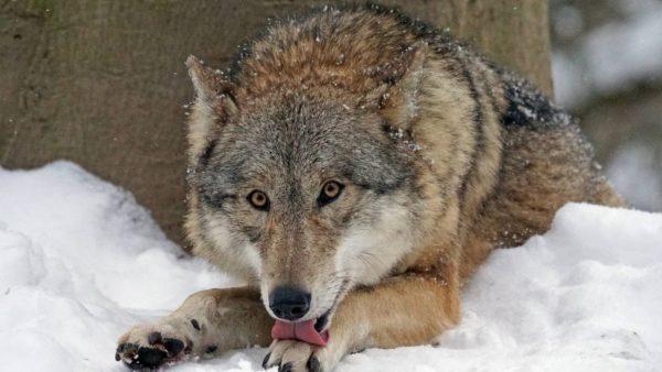 負傷した野生動物 
