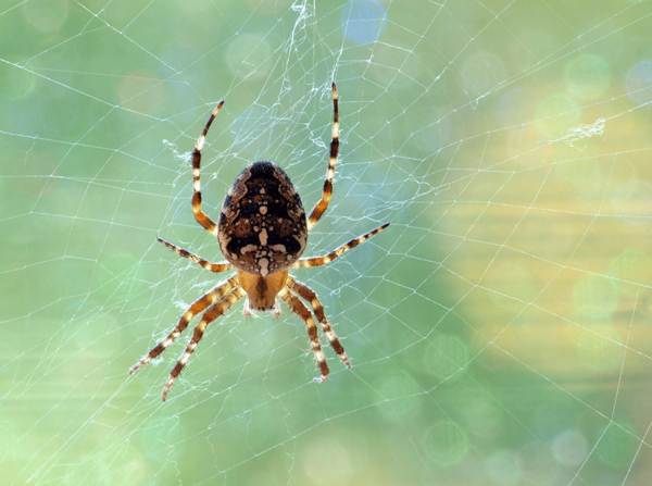 蜘蛛の前兆を見る 