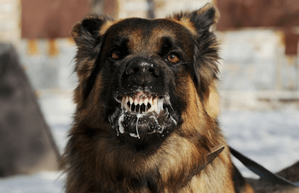 なぜ狂犬は夢を見るのですか 