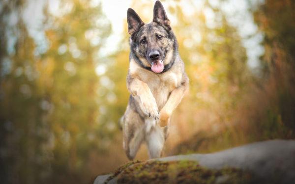 夢の本犬羊飼い 