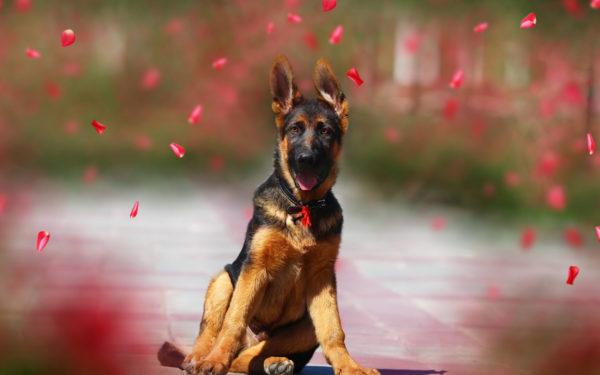 羊飼いの犬を夢見ていた 