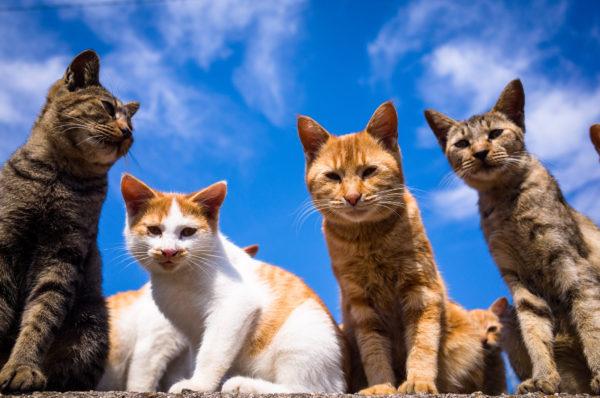 なぜ多くの猫が夢を見るのですか 