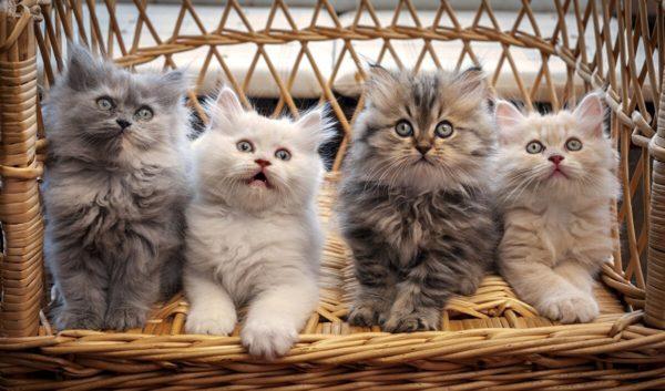 なぜたくさんの猫が夢を見たのですか 