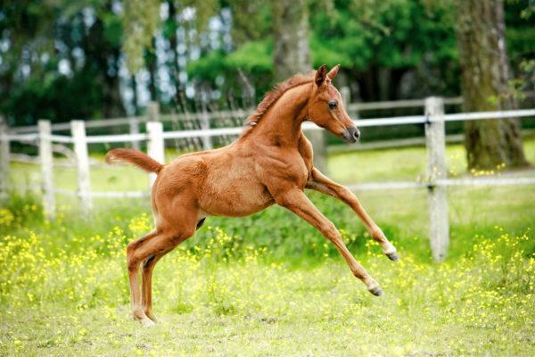 なぜ子馬は夢を見ているのですか 