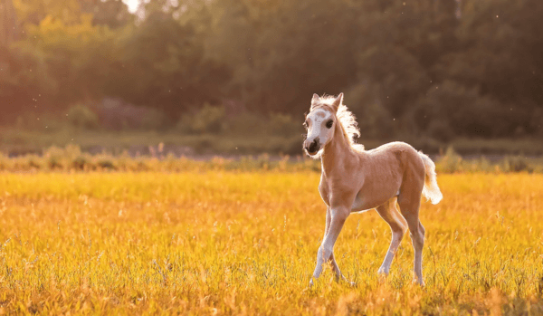 夢の中の子馬のイメージ 