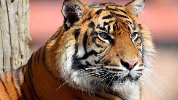 なぜ虎は夢を見ているのですか 