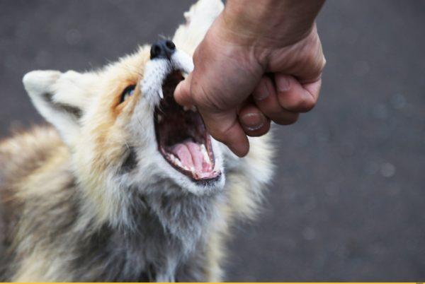 なぜキツネの一口を夢見るのか 