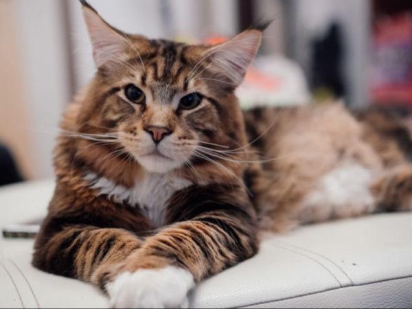 なぜ大きな猫は夢を見ているのですか  