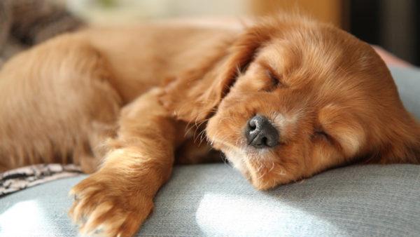 あなた自身または他の誰かの犬の死 