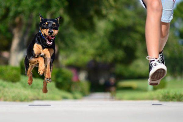 犬から逃げる夢を見る理由 