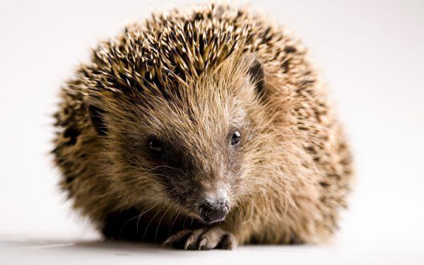 なぜヘッジホッグは夢を見ているのですか 