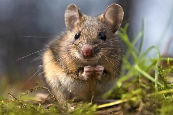 マウスが家に現れる兆候 