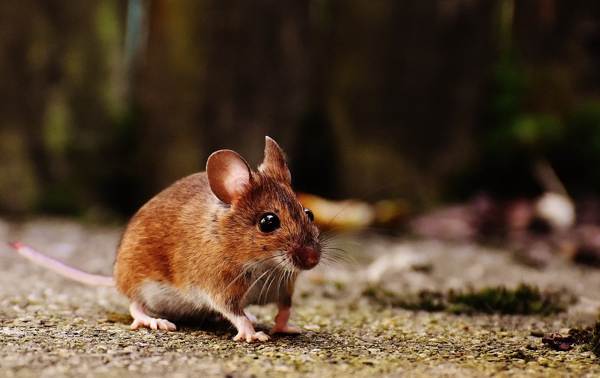 アパートのマウスのサイン 