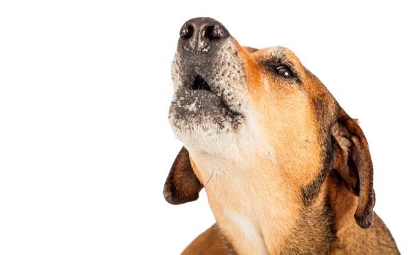 なぜ犬は遠吠えしているのですか 