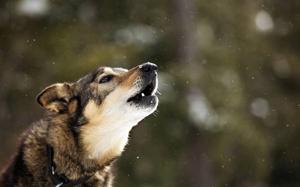 なぜ犬は庭で遠吠えしているのですか 