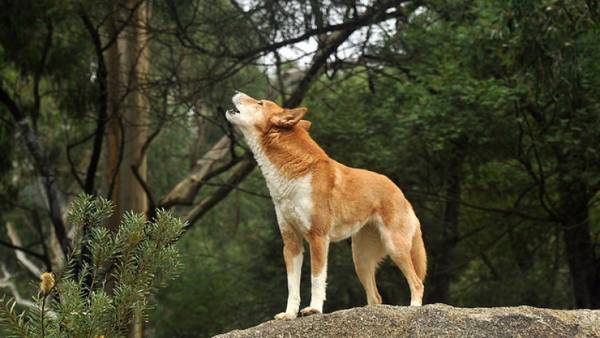 犬の遠吠えそれは何ですか 