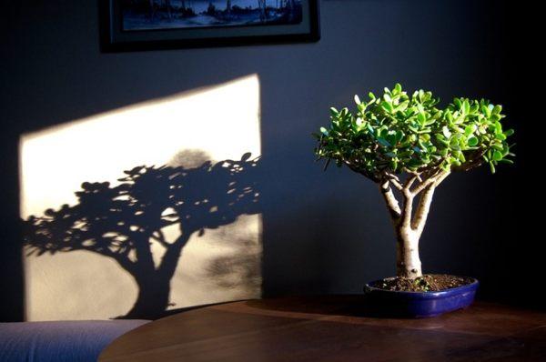 お金を引き付けるために金のなる木を植える方法 