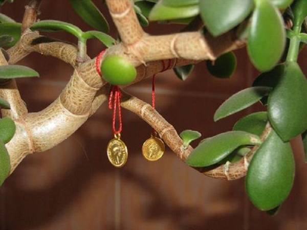 FengShuiによると金のなる木を植える 