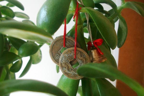 FengShui金のなる木移植 