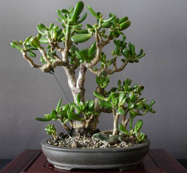 FengShuiによると金のなる木を植える 