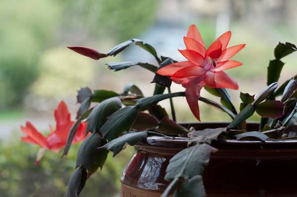 花デセンブリスト家にいてもいい 