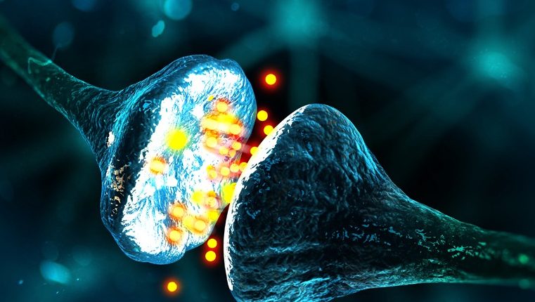 このスタートアップのコンピューターチップは、人間のニューロンを動力源としています。 