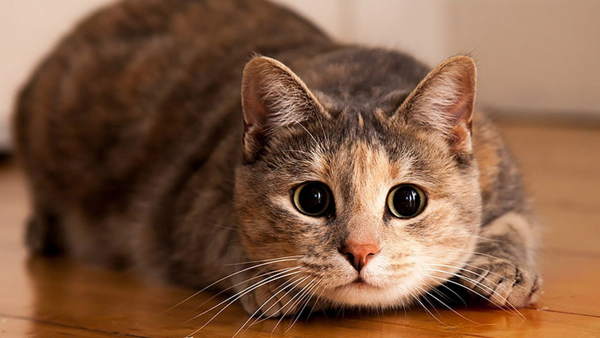 家の中の猫に関連する兆候 