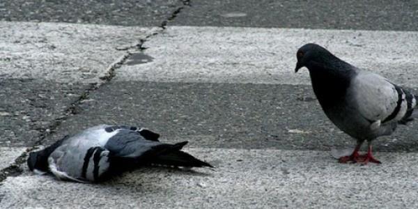 死んだ鳩 