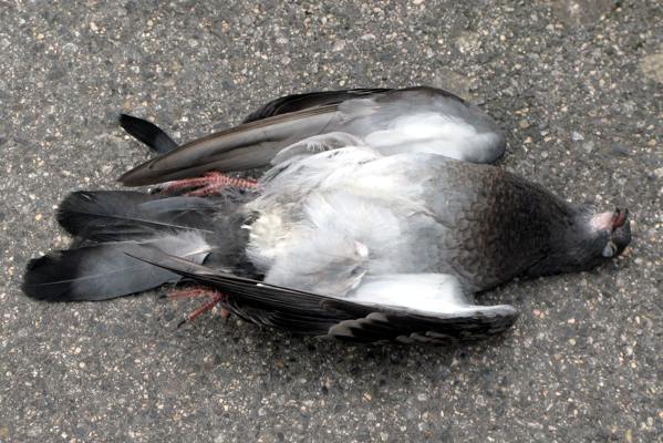 死んだ鳩の兆候 