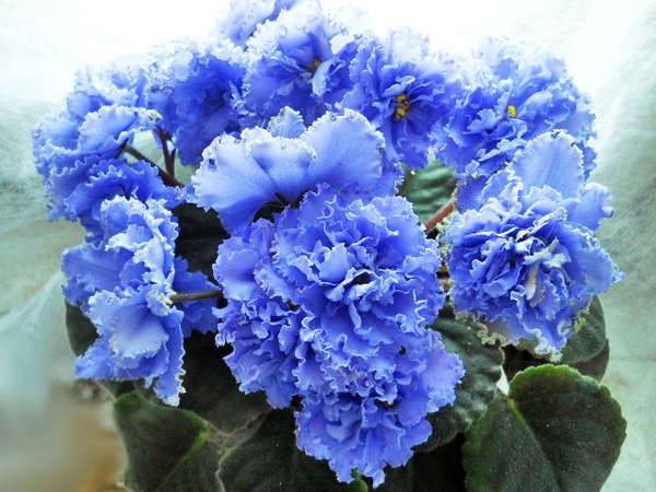 スミレについての兆候 