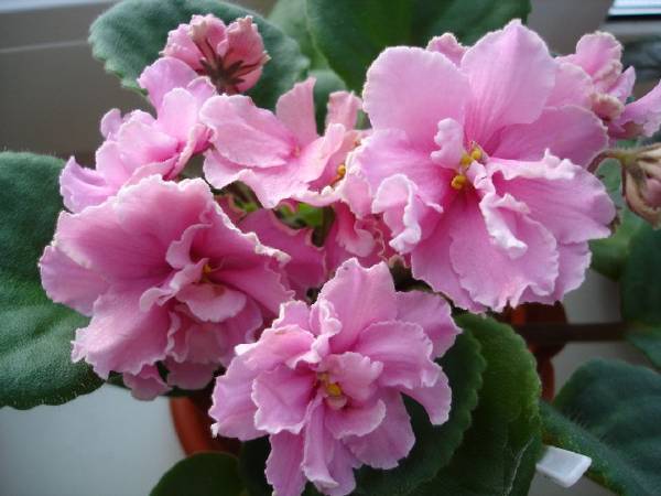 ピンクバイオレット 