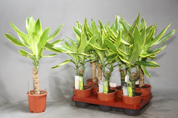 家の中のドラカエナ 