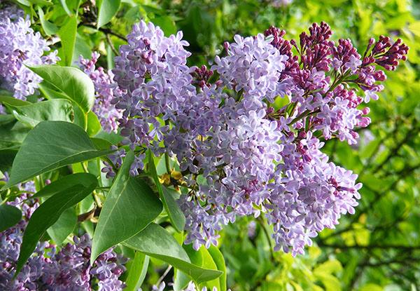 5月1日のサイン 