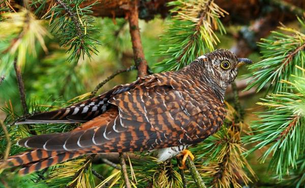 カッコウサイン 