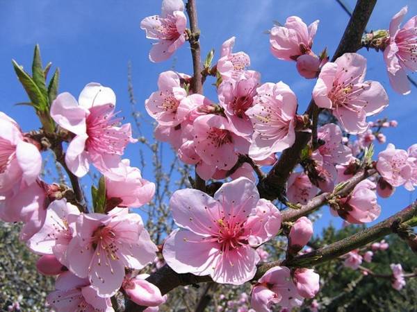 5月4日の民俗標識 