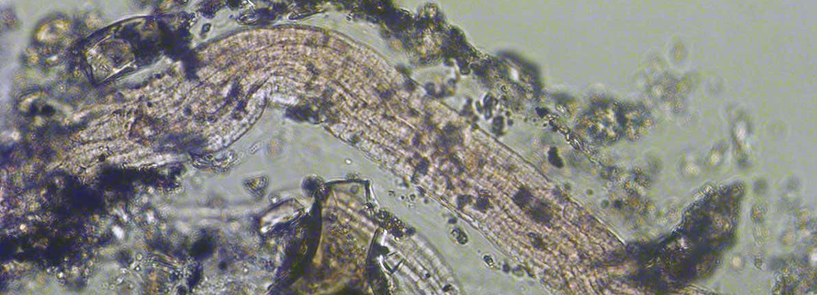 バクテリアに見られる新しいタイプの代謝 