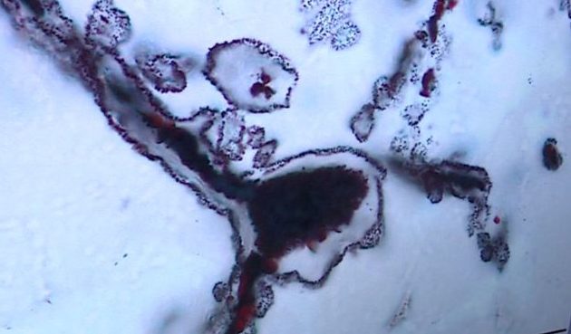 発見された地球上の生命の最も早い証拠 